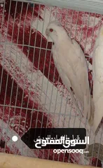  3 كوكتيل أنثى برونز فالو
