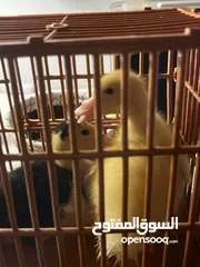  4 بطاط فرنسي