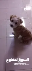  9 (send me whatsup)Male /Mini malltipoo/5 months old