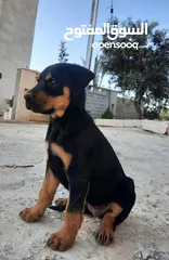  3 روت وايلر للبيع