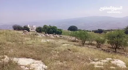  4 نمرة أرض جرش نجدة
