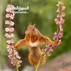  1 سناجب جوز ذكر وانثى