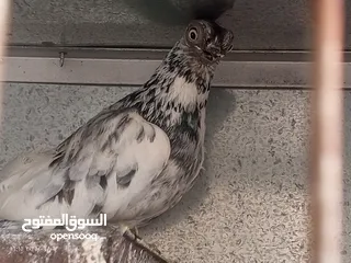  5 جوز حمام فينرات بيدوبيست نخب اول