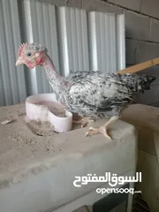  2 ديوجه ابو ركيبه رس فول