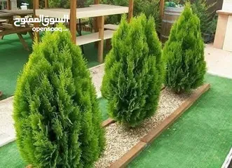  15 مؤسسة ومشاتل رويد لتنسيق الحدائق