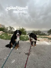  2 Swiss bernese