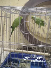  7 جوز ببغاء الدره السعر 70