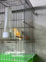  12 طيور كنار للبيع