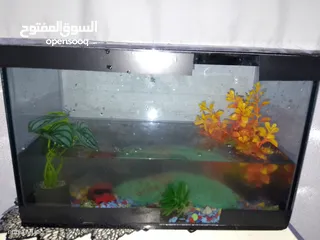  4 حوض سمك زينة بسعر حرق