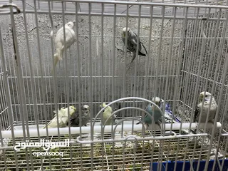  3 طيور الحب اوربيات انتاج عراقي