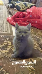  2 سكوتش فولد