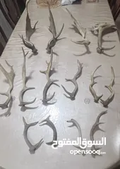  1 قرون غزلان