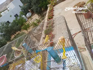  30 عصافير كنار للبيع جواز جاهزه في  اشي مع بيض واشي مش مع بيض وفي فراخ صغار جواز