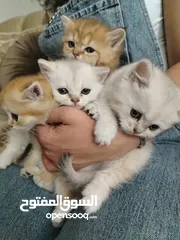  2 4 كتنز وامهم كوادن اوكراني للبيع بسعر مغري