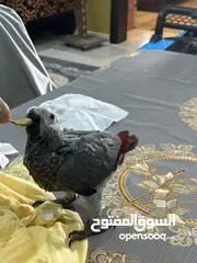  2 كاكسو انتاج محلي فرخ