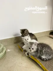  2 Cute kitten