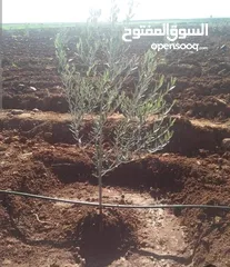  3 ارض حلوة ومعمرة .طلة بتجنن