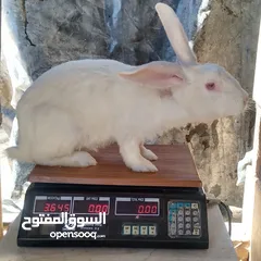  4 كوم اناث أرانب للبيع