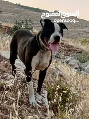  1 جرو بيتبول عمر 8شهور نخب اول للبيع او للبدل  نخب أول صحه ونظافه