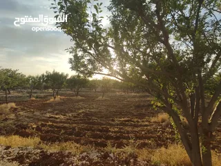  13 أرض سكنية  للبيع في ناعور "أبو الغزلان  " من المالك دون وساطة