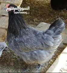 9 بيض مخصب وصيصان دجاج سلالات