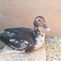  1 طيور بط للبيع