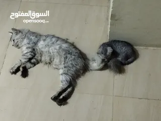  2 قطه شيرازي انثى