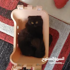  4 Free beautiful Persian female cat