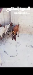  1 عنزين البيع