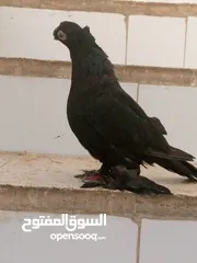  4 انثى ازبك ( روسي)