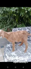  6 بسم الله ماشاء الله سخلات شاميات مميزات