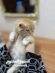  5 قطط شيرازي للبيع