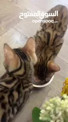  5 قط بنغالي اصلي بيور 3شهور للبيع