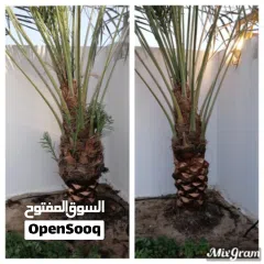  2 لتنظيف النخيل والواشنتونيا والاهتمام بالحدائق والثمار بكافه انواعها