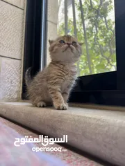  5 بسم الله ما شاء الله