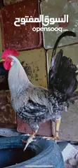  3 ديك للبيع 2