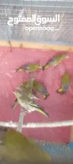  1 متوفر  طيور  خضري    +  متوفر  طيور  تفحي