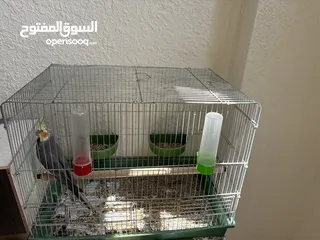  2 جوز كوكتيل مع فرخ طفرة إيزابيل