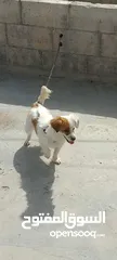  3 كلبة جاك رسل