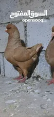  1 جوزين كنق الماني نخب اول