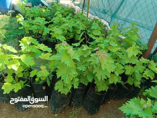  2 اشتال عنب بلدي وشامي للبيع