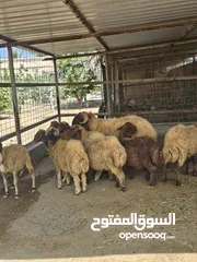  5 جعد نعيميات سلاله كويتيه