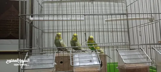  2 3 Love birds with cage and breeding box