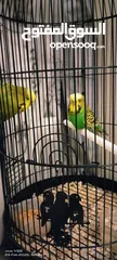  1 English breeder pair   with cage