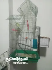  1 جوز حب بادجي للبيع