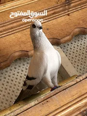  1 أربع حبات افحول للبيع مستوى جميل