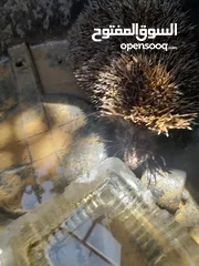  4 قنفذ للبيع كبير صحا ممتاز