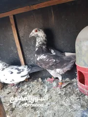  3 3 اجواز حمام شغالات للبيع