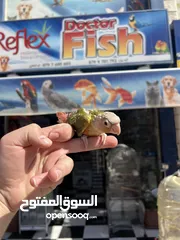  6 متوفر لدينا تشكيله طيور جميله