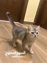  2 قطه للبيع العمر شهرين مع الأكل تاعها وحمامها القطه لايوجد لها اي أمراض أليفه